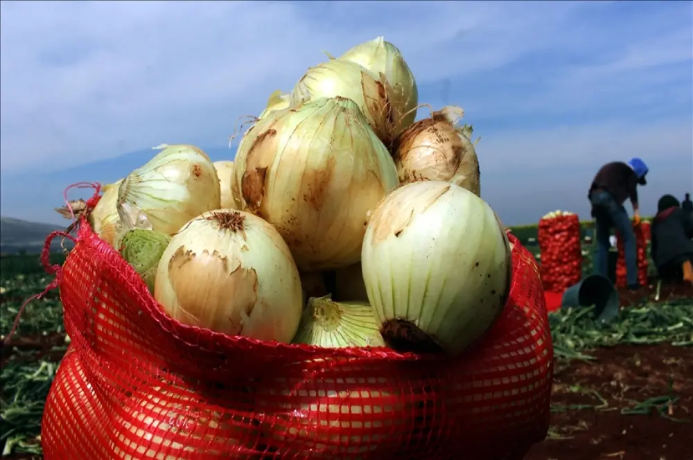 Turfanda soğan hasadı başladı Turfanda soğan hasadı başladı