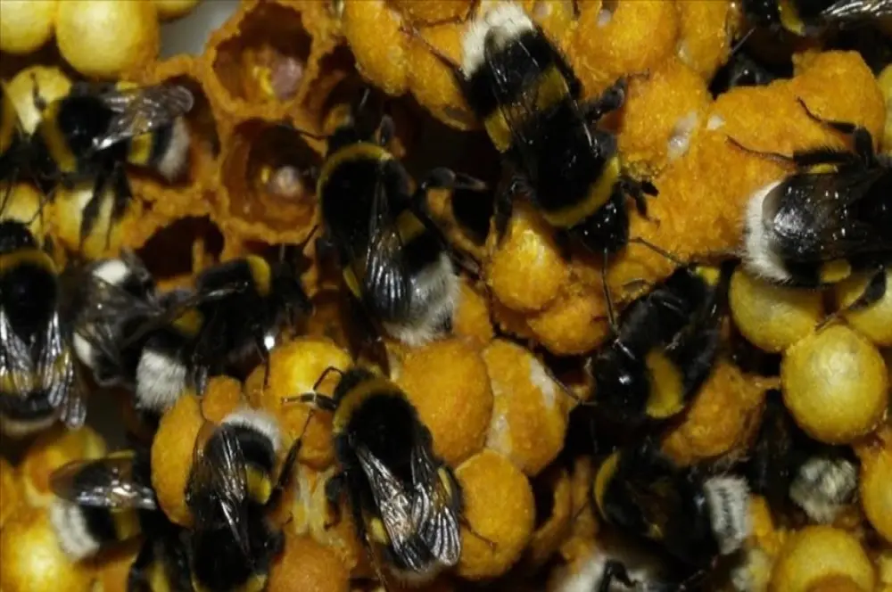 Ordu'da seraların doğal işçisi olarak bilinen bombus arısı üretildi Ordu'da seraların doğal işçisi olarak bilinen bombus arısı üretildi
