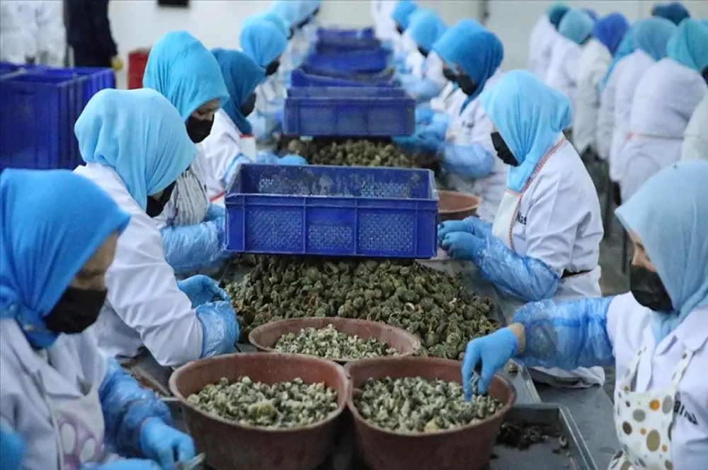 Ocak-mart döneminde deniz salyangozu ihracatı 5.6 milyon dolar oldu Ocak-mart döneminde deniz salyangozu ihracatı 5.6 milyon dolar oldu