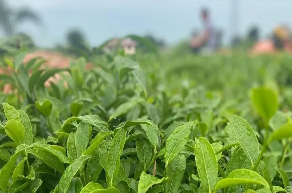 ÇAYKUR birinci sürgünde 48 bin 500 ton yaş çay aldı ÇAYKUR birinci sürgünde 48 bin 500 ton yaş çay aldı