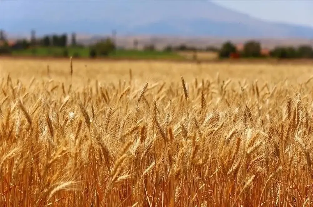 Türk buğday sektörü için kapsamlı yol haritası geliştirildi Türk buğday sektörü için kapsamlı yol haritası geliştirildi