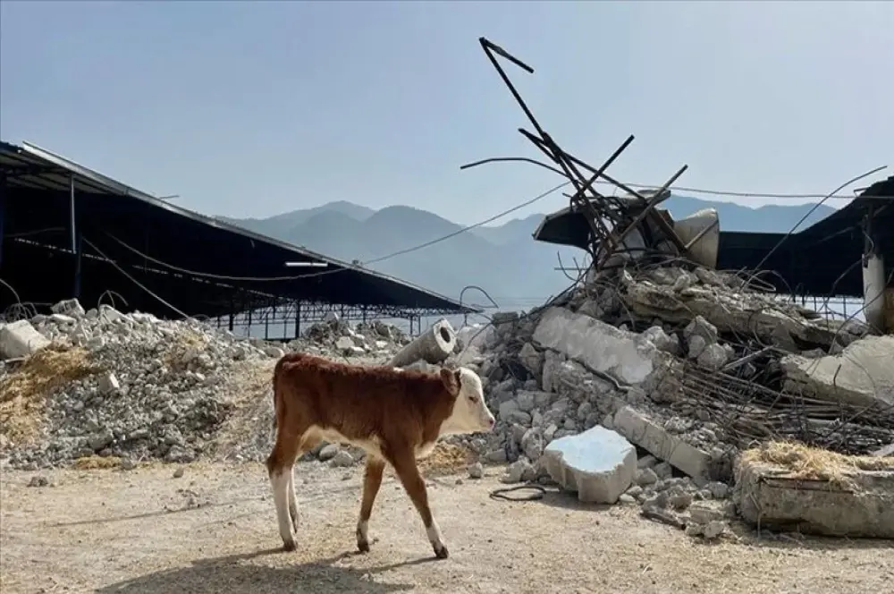 Depremzede yetiştiricilere bedelsiz hayvan dağıtımı başladı Depremzede yetiştiricilere bedelsiz hayvan dağıtımı başladı