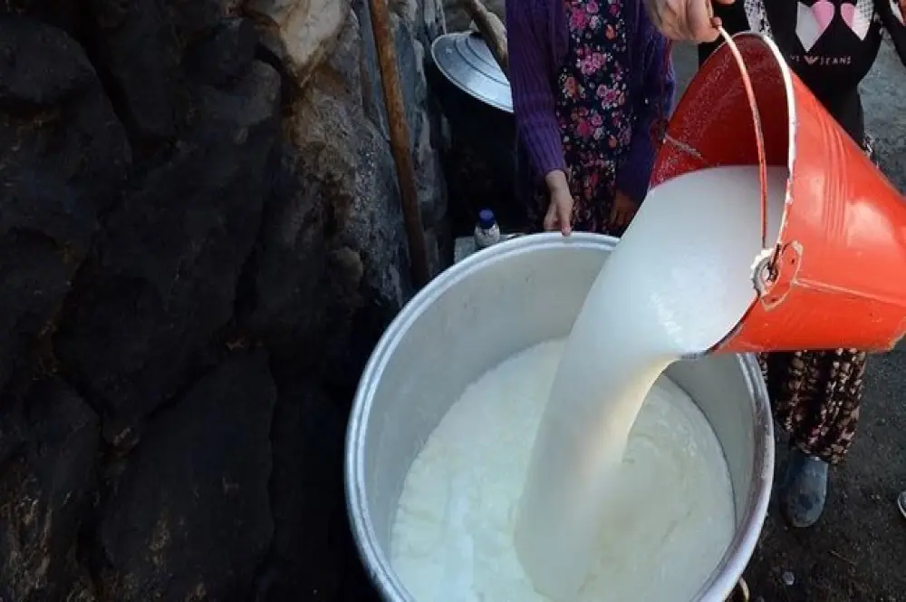 İnek sütü nisanda yıllık bazda yüzde 2.4 artarak 879 bin 602 ton oldu İnek sütü nisanda yıllık bazda yüzde 2.4 artarak 879 bin 602 ton oldu