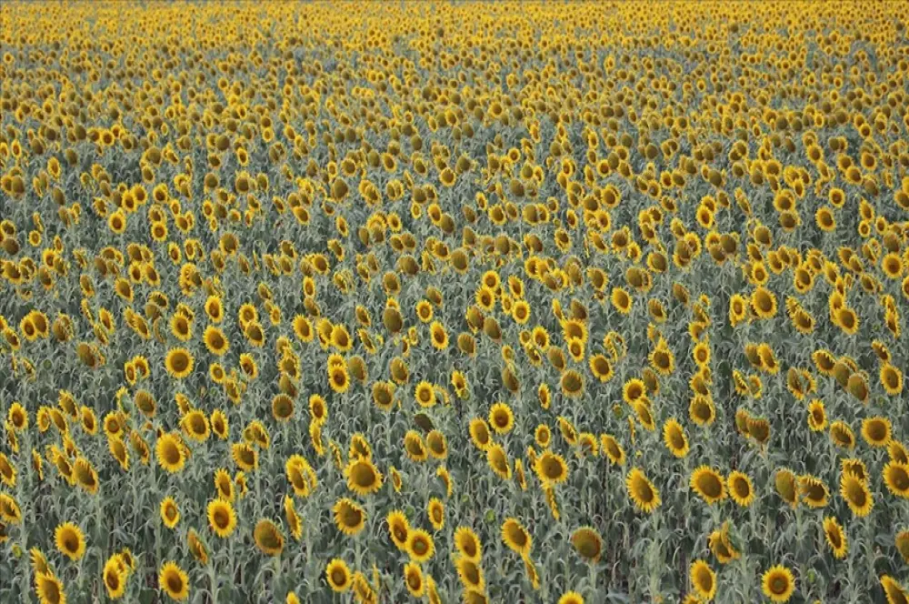 Çukurova'da yağışlar ayçiçeği üreticisini umutlandırdı Çukurova'da yağışlar ayçiçeği üreticisini umutlandırdı