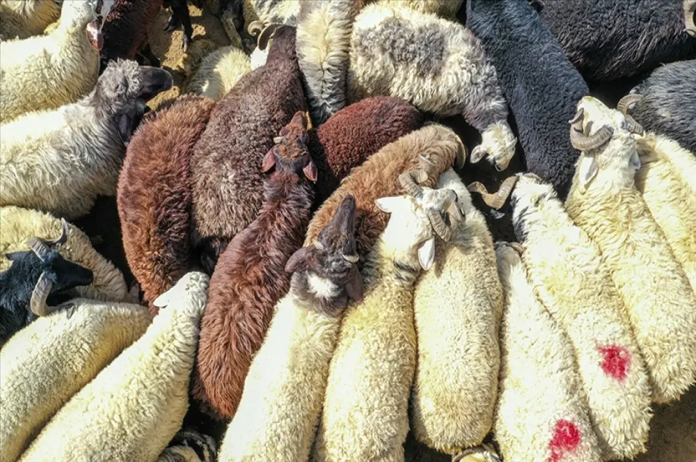 Sokakta kurban kesene 3 bin 36 lira idari para cezası uygulanacak Sokakta kurban kesene 3 bin 36 lira idari para cezası uygulanacak