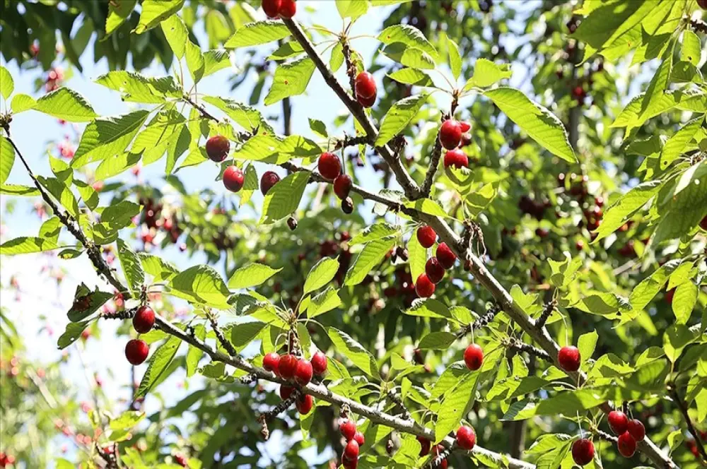 Tescilli 'dalbastı kirazı'nda hasat başladı Tescilli 'dalbastı kirazı'nda hasat başladı