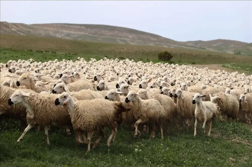 Bayramda 3 milyonun üzerinde küçükbaş kurbanlık satıldı Bayramda 3 milyonun üzerinde küçükbaş kurbanlık satıldı