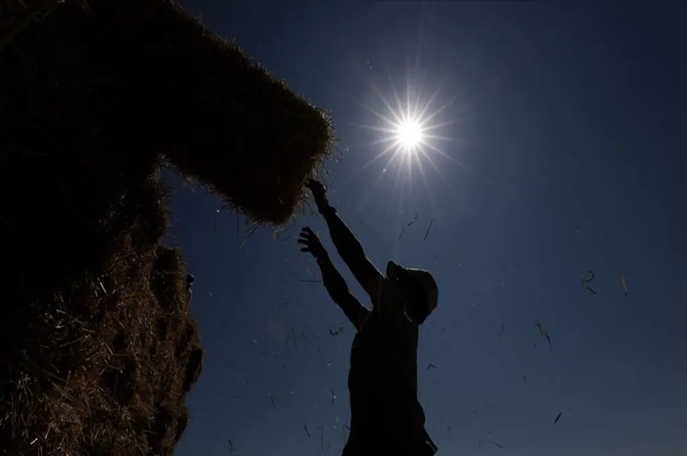 900 milyon çiftçi için sıcaklık stresi alarmı 900 milyon çiftçi için sıcaklık stresi alarmı