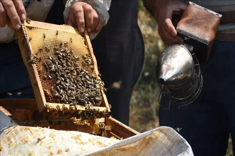 Türk balı yılın ilk yarısında 46 ülkeye ihraç edildi