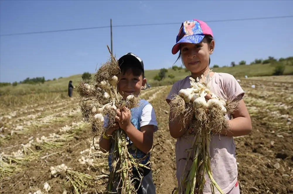 Taşköprü sarımsağında rekolte beklentisi 25 bin ton Taşköprü sarımsağında rekolte beklentisi 25 bin ton