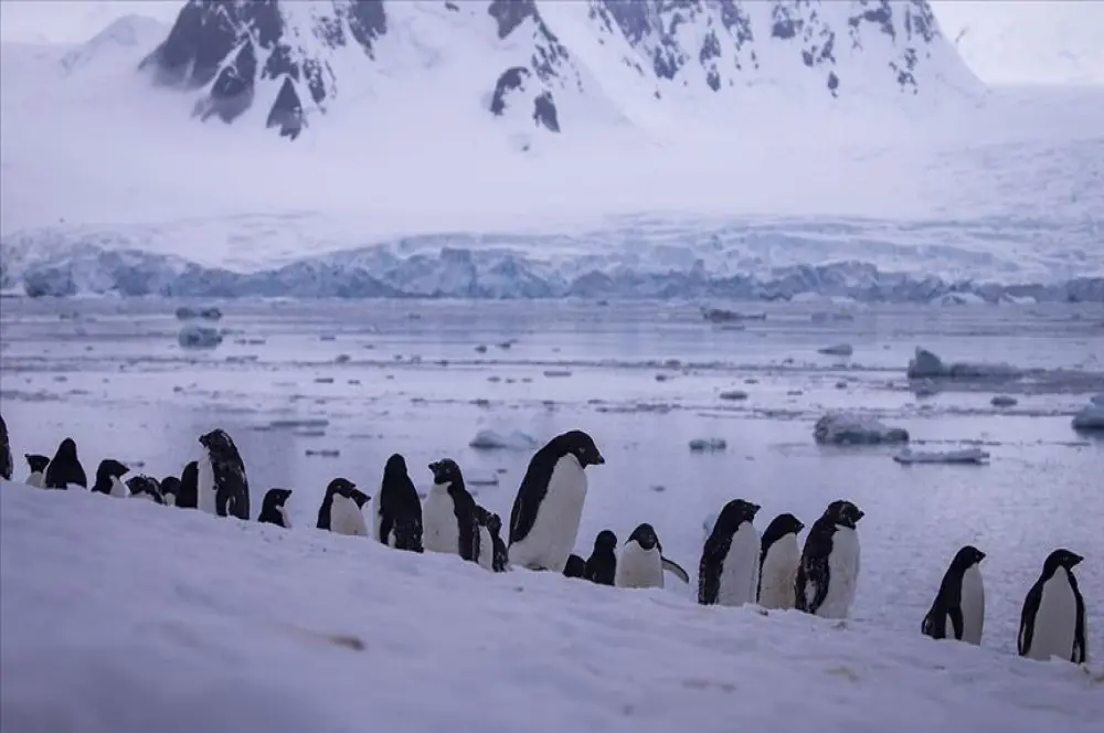 İmparator penguen kolonilerinin yüzde 90'ı 2100'de yok olacak İmparator penguen kolonilerinin yüzde 90'ı 2100'de yok olacak