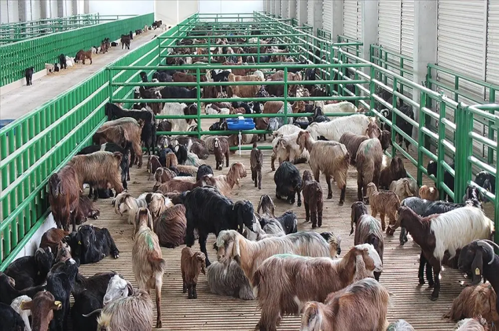 IPARD destekleriyle kırsalda 12 yılda 98 milyar liralık yatırım hayata geçirildi IPARD destekleriyle kırsalda 12 yılda 98 milyar liralık yatırım hayata geçirildi