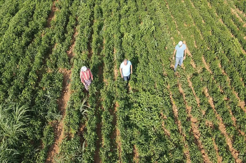 Muğla'da ata tohumları üreticiye 30 milyon lira kazandırdı Muğla'da ata tohumları üreticiye 30 milyon lira kazandırdı