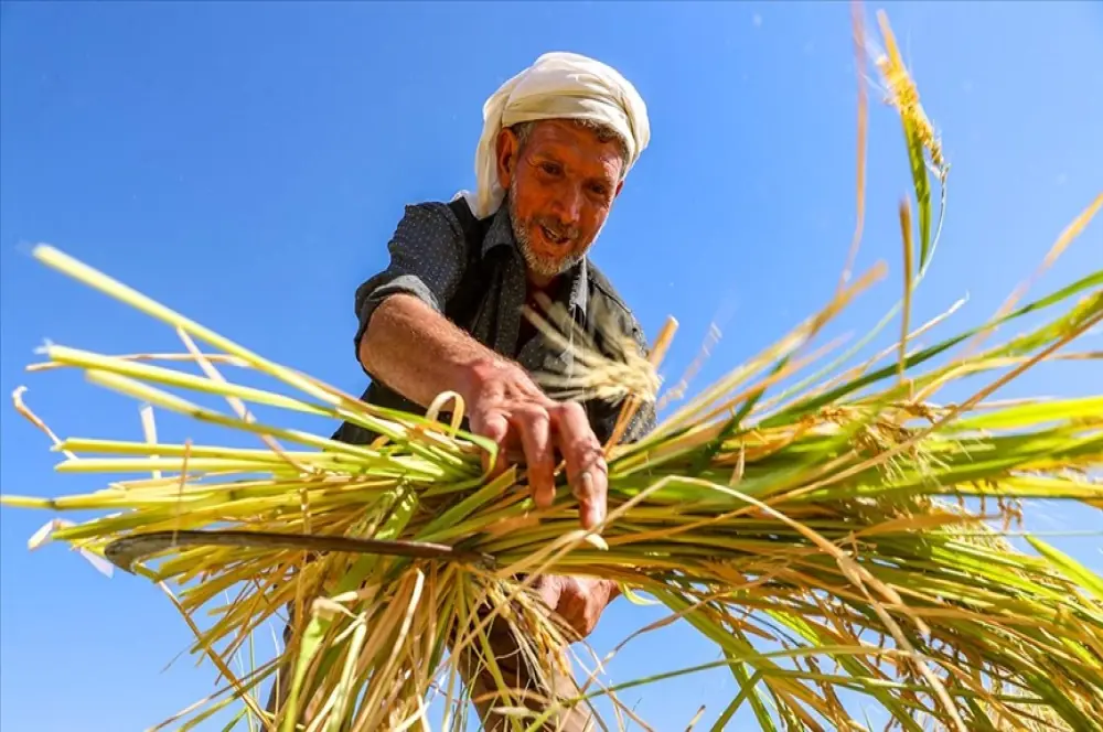Diyarbakır'da tescilli Karacadağ pirincinde hasat sezonu başladı Diyarbakır'da tescilli Karacadağ pirincinde hasat sezonu başladı