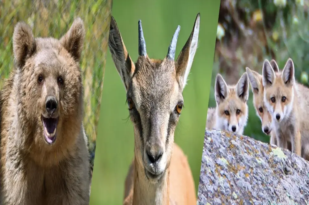 Türkiye'nin biyoçeşitlilik göstergesi yaban hayvanları koruma altında Türkiye'nin biyoçeşitlilik göstergesi yaban hayvanları koruma altında