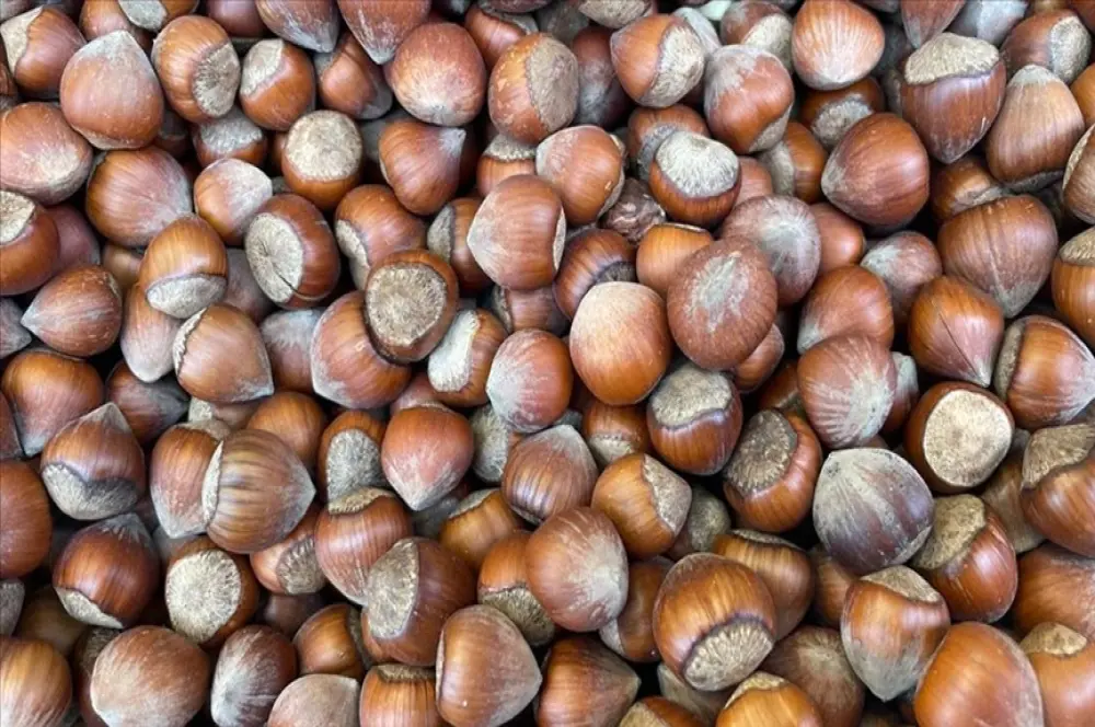 Fındıkta erken hasadın yol açtığı sorunlar araştırılacak Fındıkta erken hasadın yol açtığı sorunlar araştırılacak