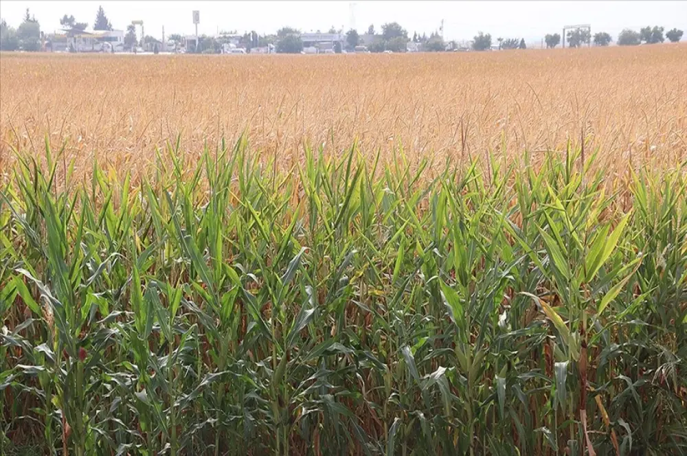 GAP ile suya kavuşan topraklar bereketlendi GAP ile suya kavuşan topraklar bereketlendi