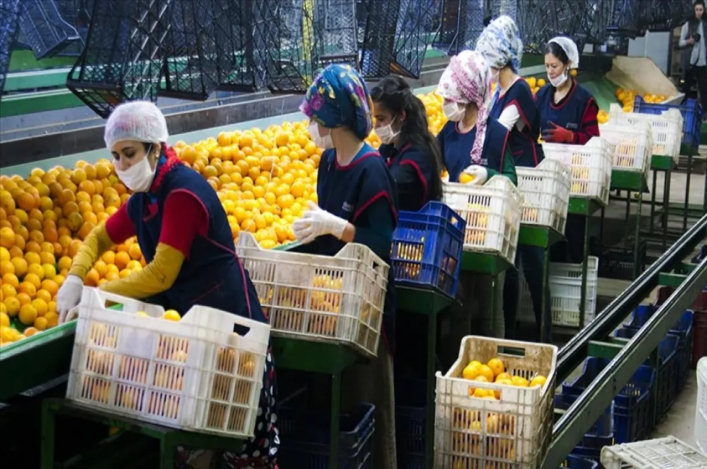Türkiye'nin 10 aylık yaş meyve sebze ihracatı 2.6 milyar doları aştı Türkiye'nin 10 aylık yaş meyve sebze ihracatı 2.6 milyar doları aştı