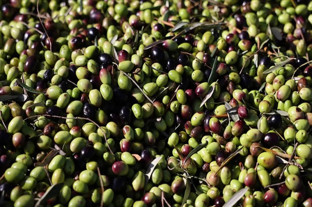 Yunanistan'da zeytin üretiminde büyük düşüş yaşandı, fiyatlar katlandı Yunanistan'da zeytin üretiminde büyük düşüş yaşandı, fiyatlar katlandı