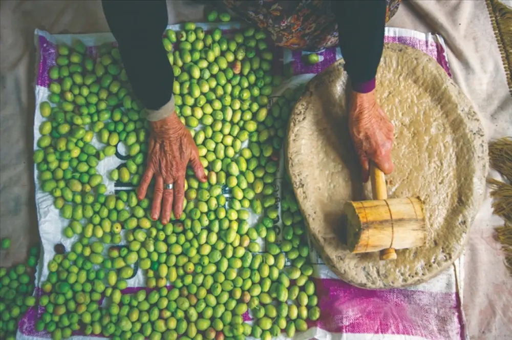 Geleneksel zeytin yetiştiriciliği UNESCO listesine alındı Geleneksel zeytin yetiştiriciliği UNESCO listesine alındı