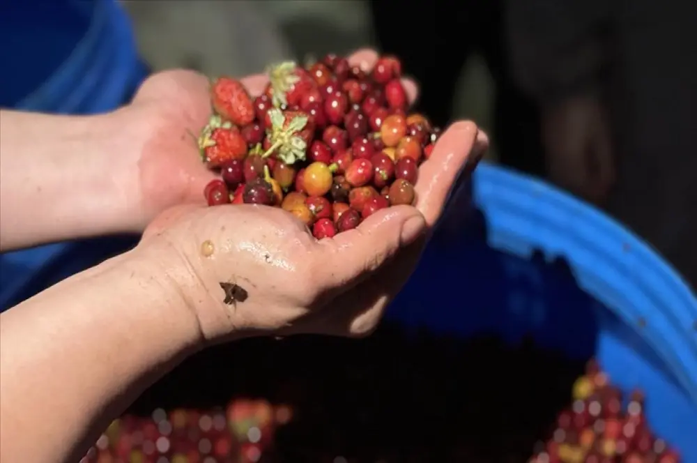 Türk iş insanları Etiyopya'da fermente kahve üretiyor Türk iş insanları Etiyopya'da fermente kahve üretiyor