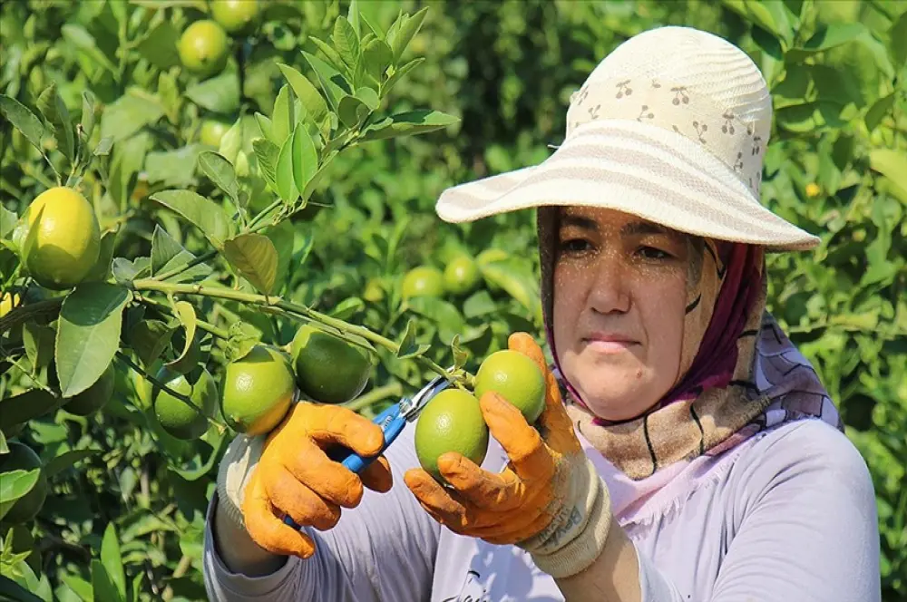 Limon ve portakal 2023'te üreticisini sevindirdi Limon ve portakal 2023'te üreticisini sevindirdi