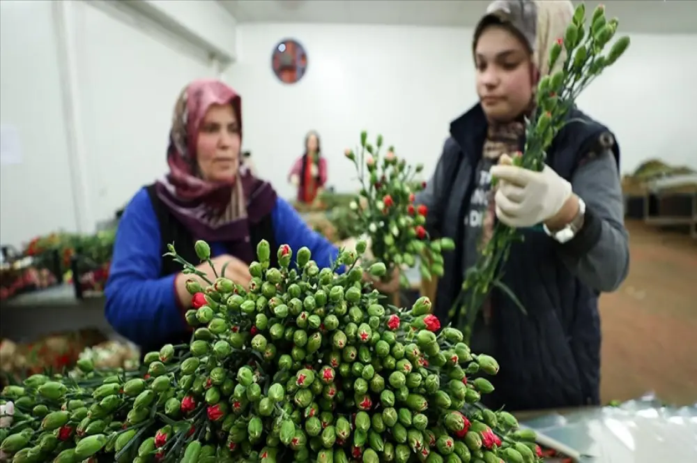 Dünyadaki sevgililere 70 milyon dal Türk çiçeği Dünyadaki sevgililere 70 milyon dal Türk çiçeği