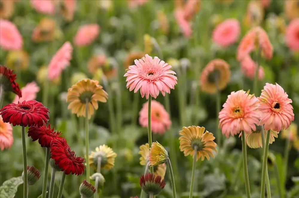 Gerbera geçen yıl üretimi en fazla artan kesme çiçek türü oldu Gerbera geçen yıl üretimi en fazla artan kesme çiçek türü oldu