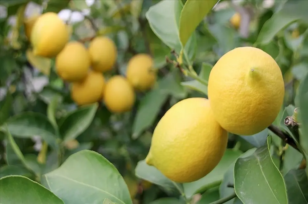 Üretici ile market arasındaki en fazla fiyat farkı limonda Üretici ile market arasındaki en fazla fiyat farkı limonda