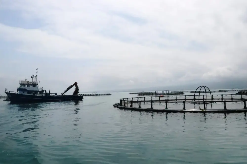 Samsun'da geçen yıl 8 bin 771 ton Türk somonu üretimi yapıldı Samsun'da geçen yıl 8 bin 771 ton Türk somonu üretimi yapıldı