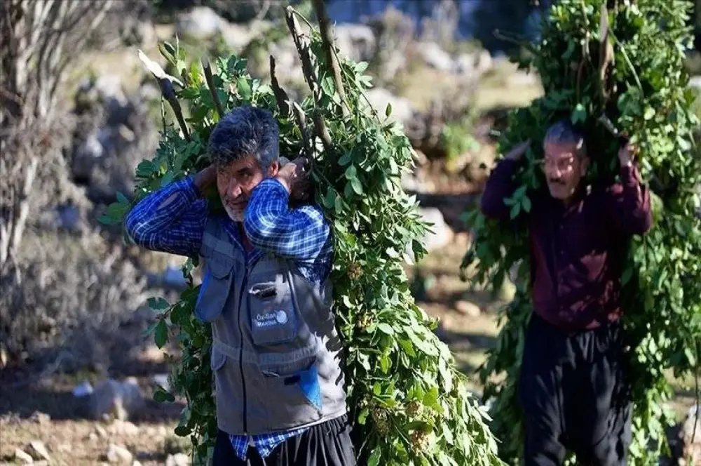 Orman köylülerine sağlanan desteklerle ilgili düzenleme yapıldı Orman köylülerine sağlanan desteklerle ilgili düzenleme yapıldı