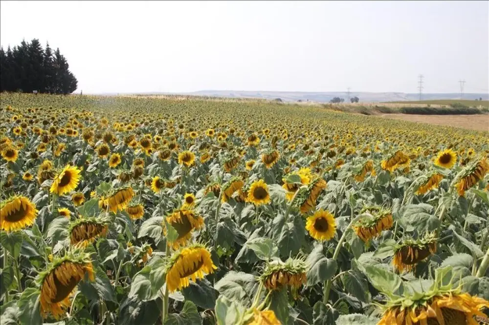 Ayçiçeği tohumu ve ayçiçeği yağında düşürülen gümrük vergisinin süresi uzatıldı Ayçiçeği tohumu ve ayçiçeği yağında düşürülen gümrük vergisinin süresi uzatıldı