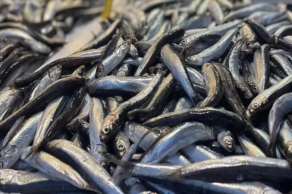 Hamsi ihracatında sezon yüzde 33 artışla tamamlandı Hamsi ihracatında sezon yüzde 33 artışla tamamlandı