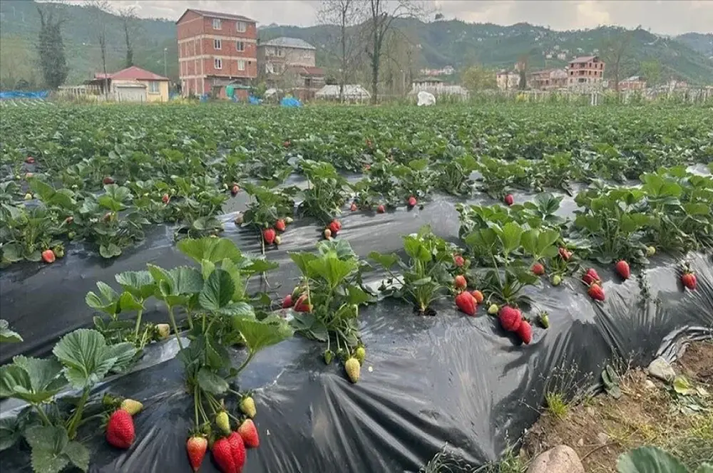 Ordu ekonomisine 90 milyon lira katkı sunması bekleniyor Ordu ekonomisine 90 milyon lira katkı sunması bekleniyor