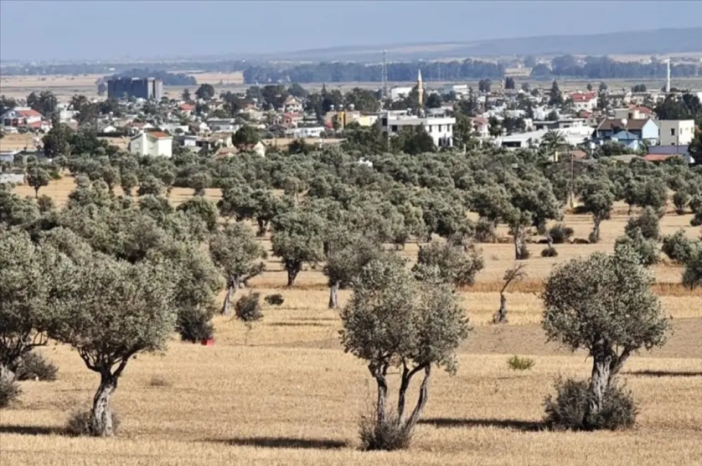 KKTC'de ilk kez bir zeytin türü 'Ada Yerlisi' adıyla tescil edildi KKTC'de ilk kez bir zeytin türü 'Ada Yerlisi' adıyla tescil edildi