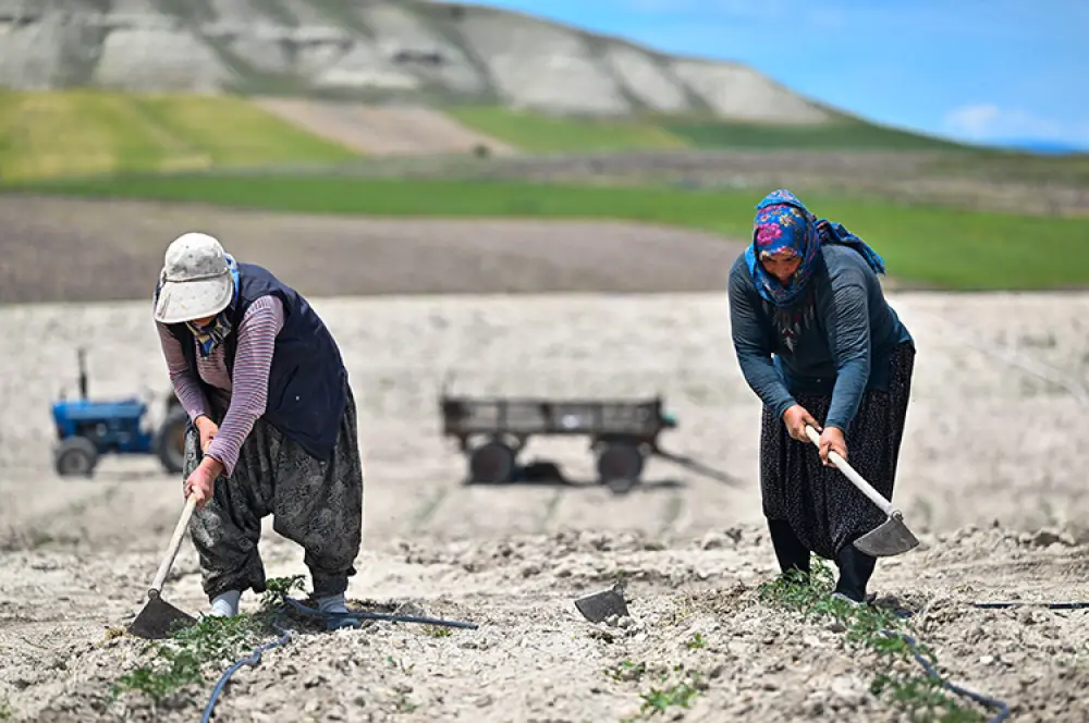 Yüzyıllık domates tohumları toprakla buluştu Yüzyıllık domates tohumları toprakla buluştu