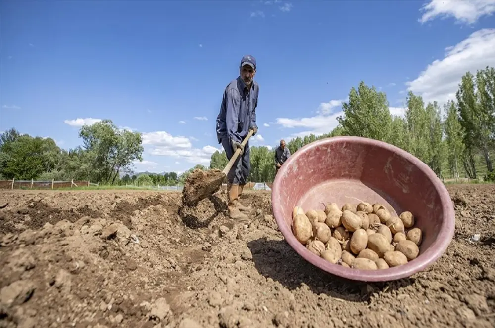 Tunceli'nin köylerinde üreticiler patates ekim mesaisinde Tunceli'nin köylerinde üreticiler patates ekim mesaisinde