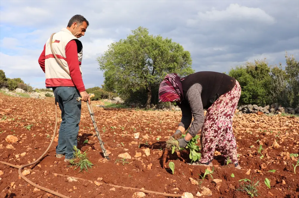 Şark tipi tütün ve tütün tozu ithalatı yasaklandı Şark tipi tütün ve tütün tozu ithalatı yasaklandı
