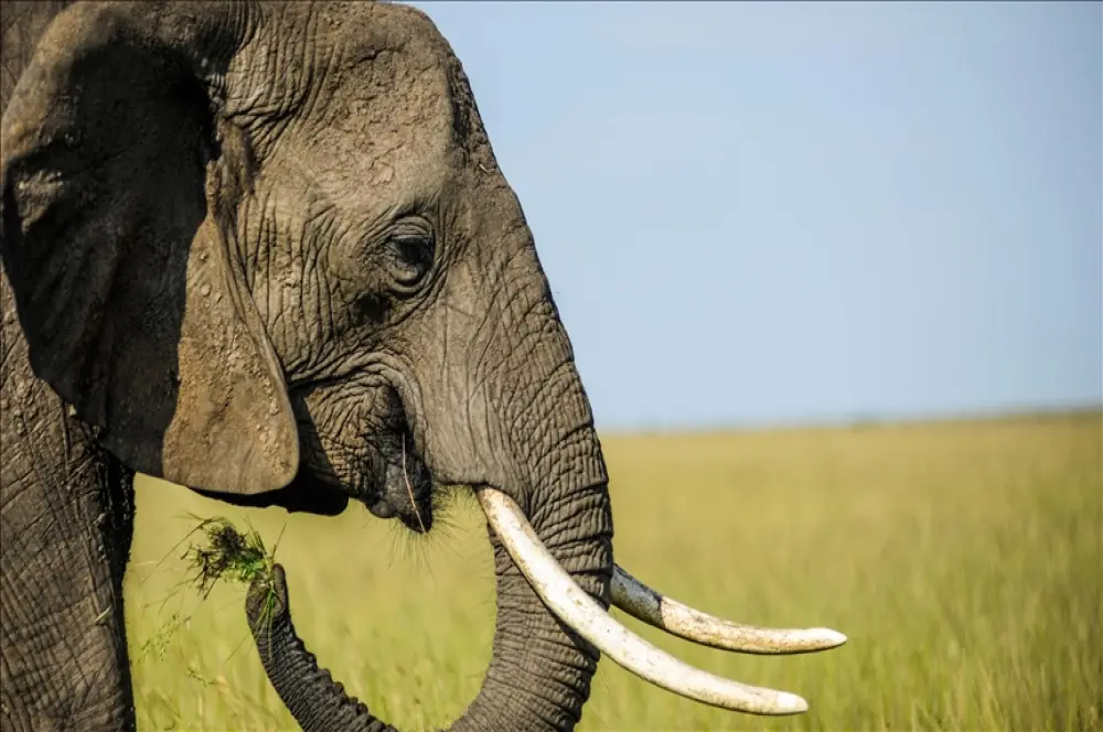 Sahra Altı Afrika'da yaban hayatı, kayıt dışı ticaretin tehdidi altında Sahra Altı Afrika'da yaban hayatı, kayıt dışı ticaretin tehdidi altında