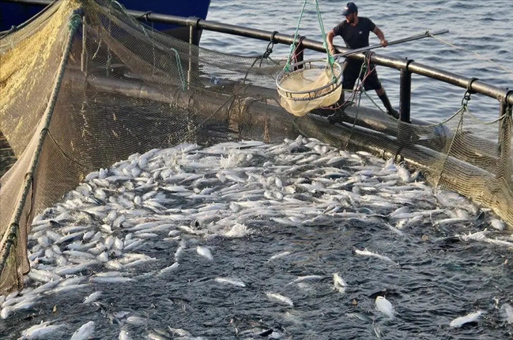 Doğal liman kenti Sinop'ta, geçen yıl 27 bin ton Türk somonu üretildi Doğal liman kenti Sinop'ta, geçen yıl 27 bin ton Türk somonu üretildi