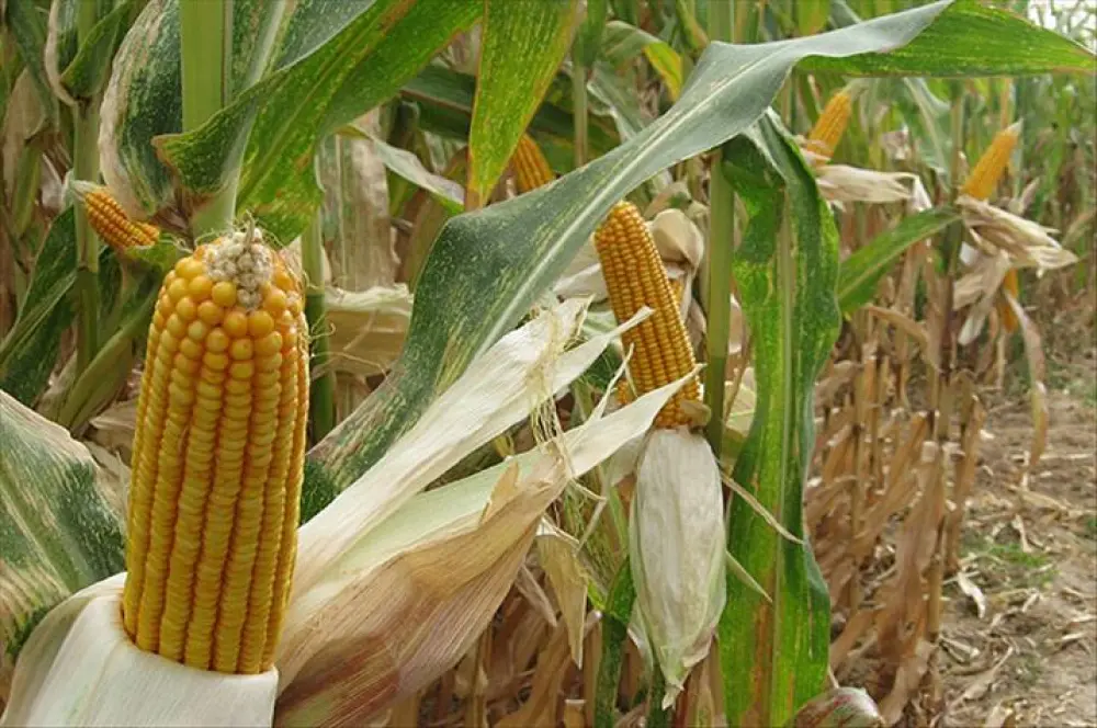Genetiği değiştirilmiş mısır çeşidinin hayvan yeminde kullanım süresi uzatıldı Genetiği değiştirilmiş mısır çeşidinin hayvan yeminde kullanım süresi uzatıldı