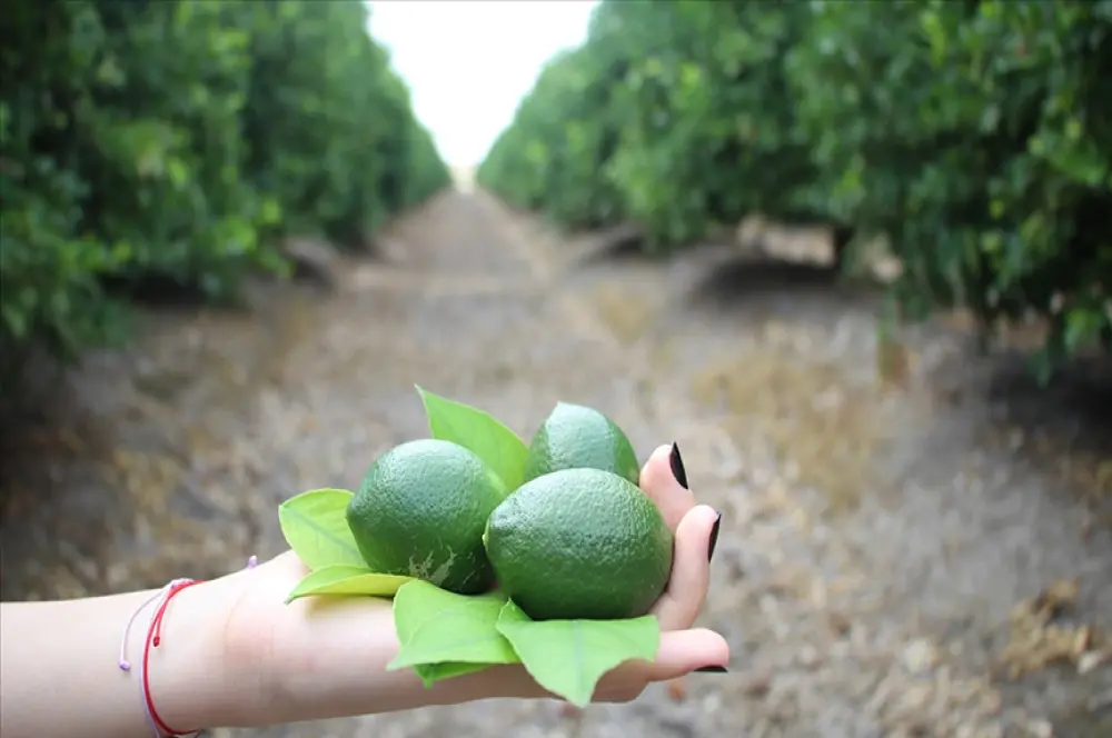 Turfanda limon hasadıyla fiyatların dengelenmesi öngörülüyor Turfanda limon hasadıyla fiyatların dengelenmesi öngörülüyor