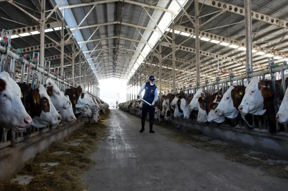 Türkiye’de inek sütü üretimi mayısta rekor düzeye ulaştı Türkiye’de inek sütü üretimi mayısta rekor düzeye ulaştı