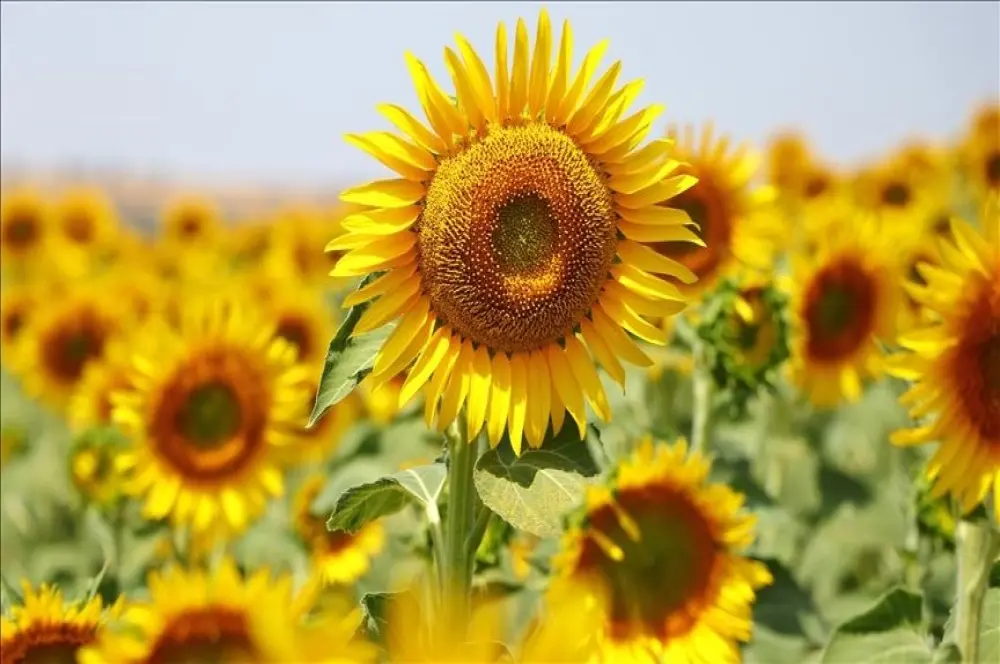 Yağlık ayçiçeği tohumu ve ham ayçiçeği yağı ithalatında tarife kontenjanı Yağlık ayçiçeği tohumu ve ham ayçiçeği yağı ithalatında tarife kontenjanı