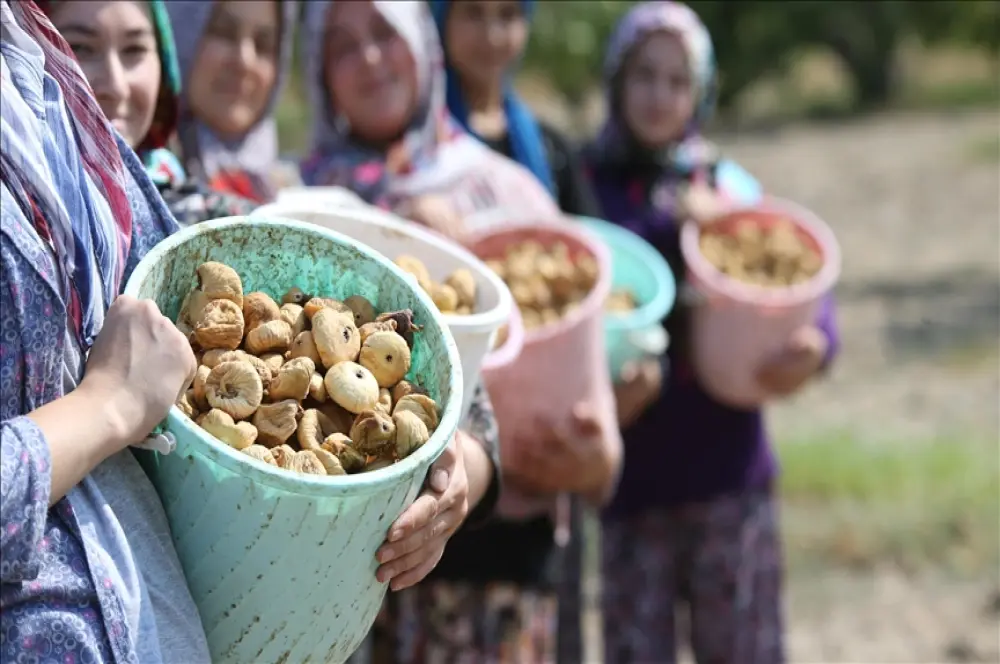 Aşırı sıcaklar kuru incirde hasadı öne çekti Aşırı sıcaklar kuru incirde hasadı öne çekti