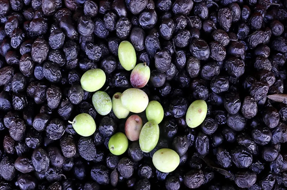 Türkiye'den 116 ülkeye 175 milyon dolarlık sofralık zeytin ihracatı Türkiye'den 116 ülkeye 175 milyon dolarlık sofralık zeytin ihracatı