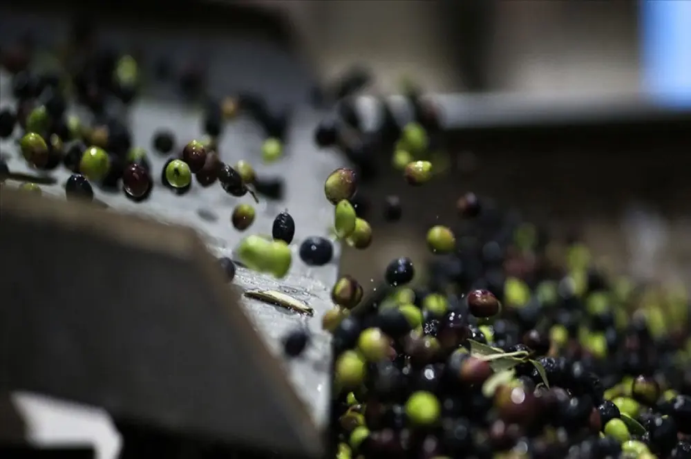 Zeytin ve zeytinyağı üretiminde sürdürülebilir tarım uygulamaları önde Zeytin ve zeytinyağı üretiminde sürdürülebilir tarım uygulamaları önde