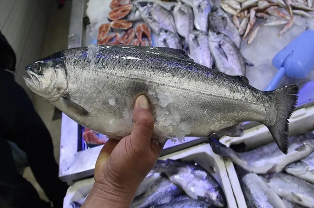Doğu Karadeniz'in Türk somonu ihracatı yüzde 10 arttı Doğu Karadeniz'in Türk somonu ihracatı yüzde 10 arttı