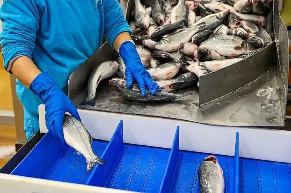 Su ürünlerinde 3 yıllık destekler belirlendi: 1 Ocak 2024'ten itibaren geçerli Su ürünlerinde 3 yıllık destekler belirlendi: 1 Ocak 2024'ten itibaren geçerli