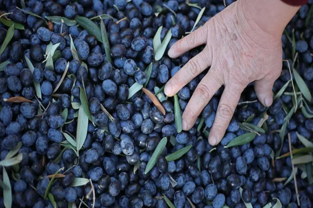 SON DAKİKA: Marmarabirlik açıkladı: Zeytin alım fiyatı belli oldu SON DAKİKA: Marmarabirlik açıkladı: Zeytin alım fiyatı belli oldu